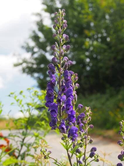 Soubor:Omej tuhy moravsky (Aconitum firmum subsp. moravicum).jpg