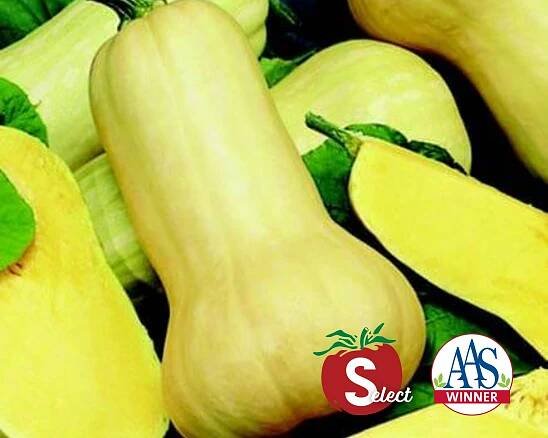 Squash — Seeds 'n Such