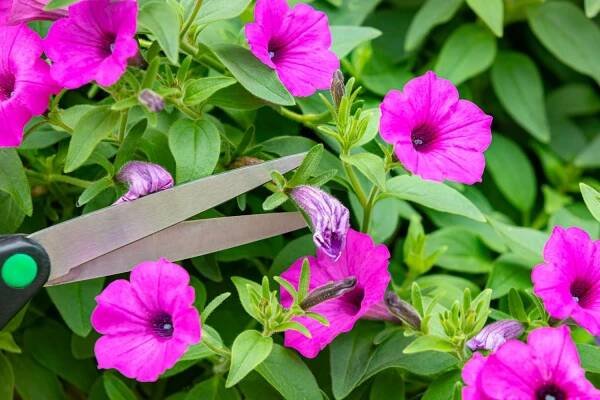 Should You Cut Your Petunias If the Flowers Die? What to Do for Better Blooms