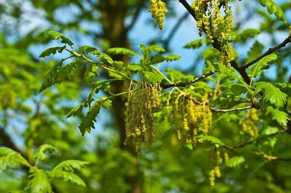 Dendrologická středa - duby - ZRUŠENO! - Dendrologická zahrada Průhonice