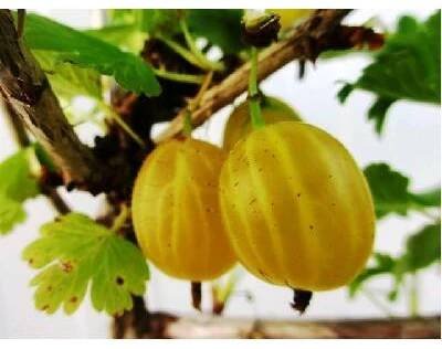 Angrešt HINNONMAKI YELLOW - keřový, žlutý