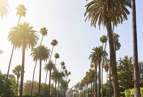 ulice lemovaná palmami - beverly hills - stock snímky, obrázky a fotky