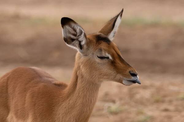 Kenya 2022 – Wildstock Photography