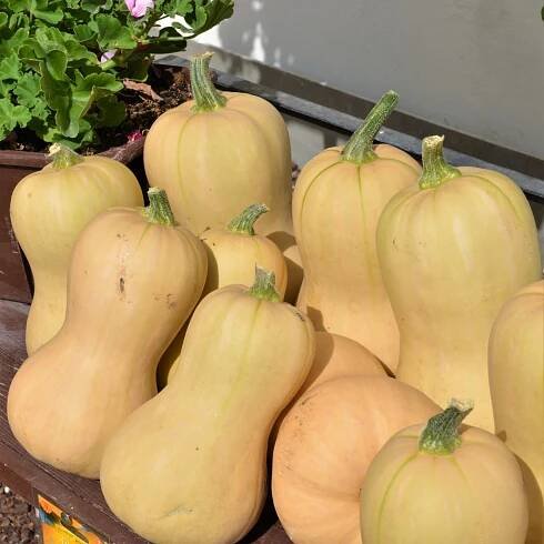 Tykev muškátová Liscia, velmi raná odrůda typu butternut s hruškovitým podlouhlým plodem