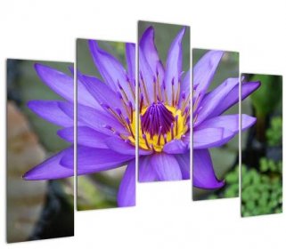 Obraz - Fialová květina (V022431V12590)