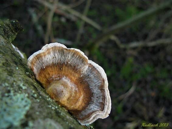 Outkovka hrbatá - Lenzites gibbosa - Kudluv fotoatlas hub
