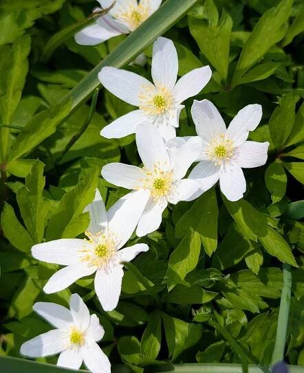 Each flower features white petal-like structures called sepals and yellow centers.
