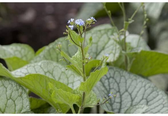 GROW by OBI Pomněkovec velkolistý (Brunnera macrophylla), 40 cm, pr. 19 cm