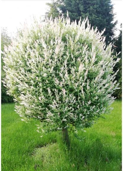 Salix interga Hakuro-nishiki- vrba celolistá - Zahradnictví Petro
