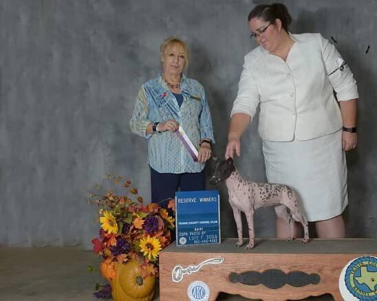 GCH Barbie - Poise American Hairless Terriers