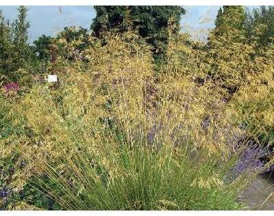 Kavyl obrovský - Stipa gigantea (kontejner C2)