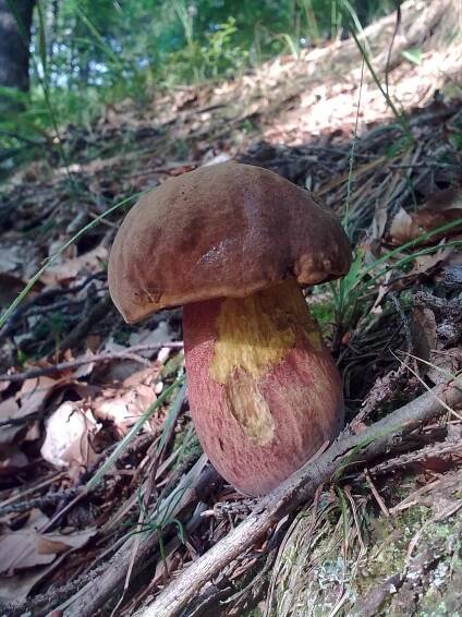 Boletaceae - hřibovité