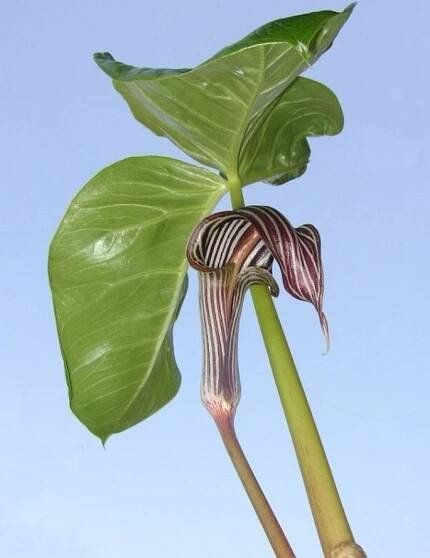 Arisaema fargesii