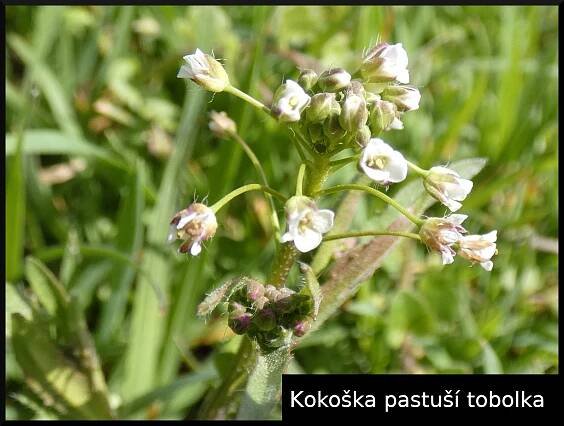 Kokoška pastuší tobolka