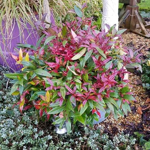 Leucothoe Zeblid Leucothoe fontanesiana