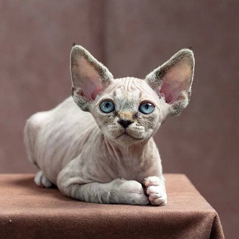 Finn,  boy, born on 01.01.25. Devon Rex Pixie Cattery