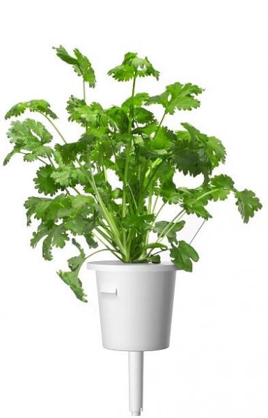 Rostliny | clickgrow.cz