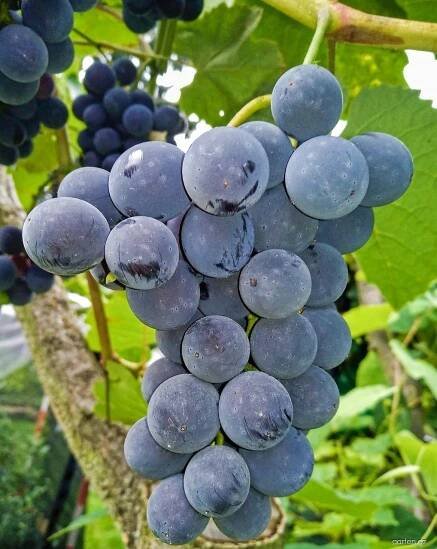 Réva vinná (Vitis vinifera)