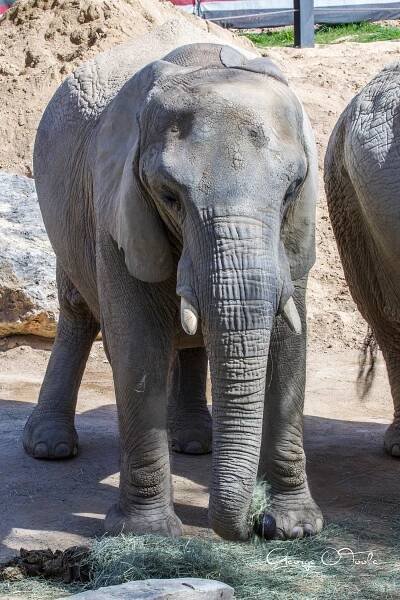 African Elephant at Barcelona Zoo