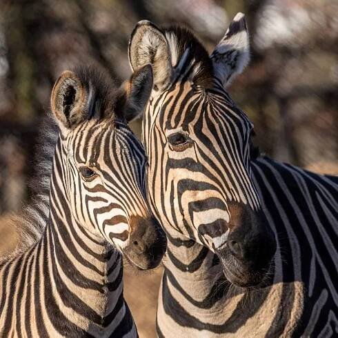 Chov v roce 2019: Zoo Brno II