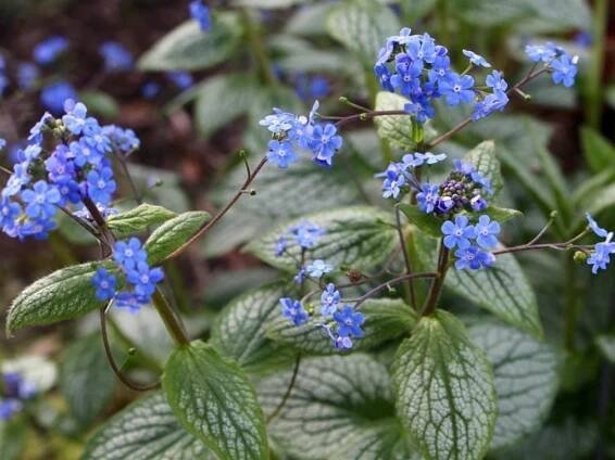 Pomněnkovec velkolistý 'Silver Heart'- Brunnera macrophylla 'Silver Heart' PBR