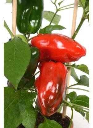GROW by OBI Paprika setá (Capsicum annuum) červená cca pr. 14 cm nakoupit u OBI
