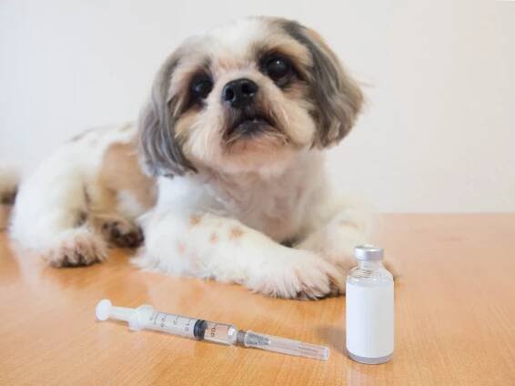 Monitorování intersticiální glukózy u psů s diabetem