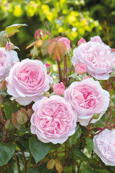 Create the Perfect Rose Garden - Florissa