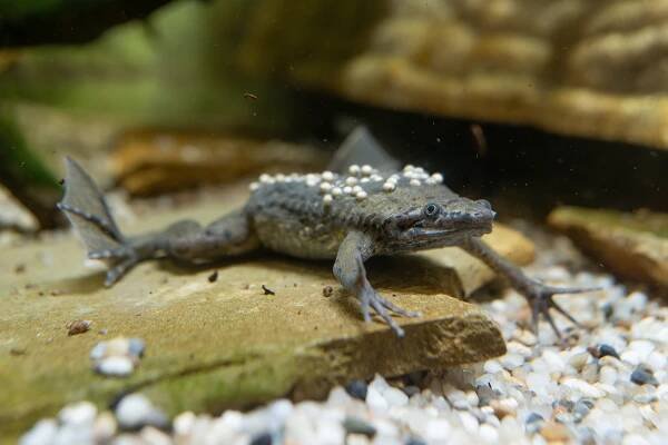 Pipa Carvalhoova | Zoo Olomouc - Svatý Kopeček