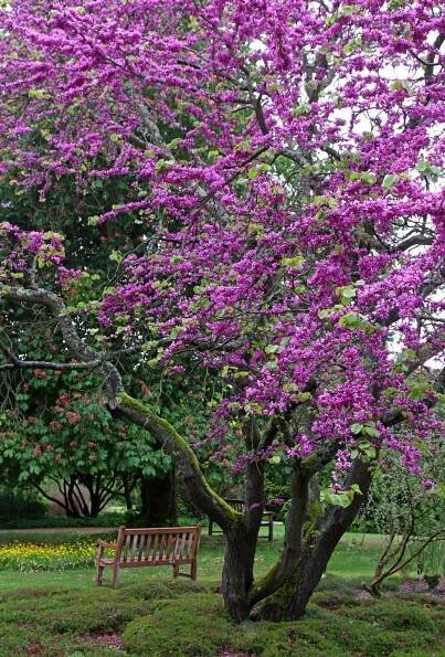 Cercis siliquastrum 'Bodnant'