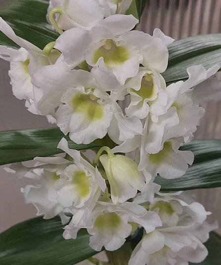 Orchidej Dendrobium nobile bílá