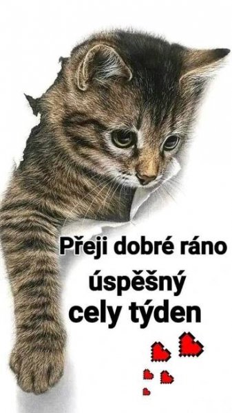Pin di Lesanka Keckesova su macki