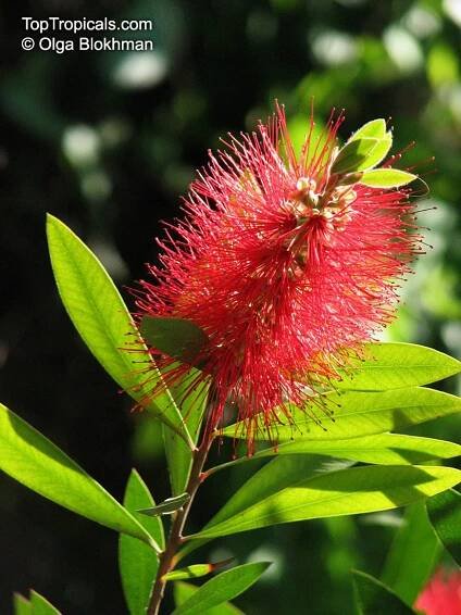 Callistemon sp. (Bottlebrush) | Top Tropicals Plant Encyclopedia