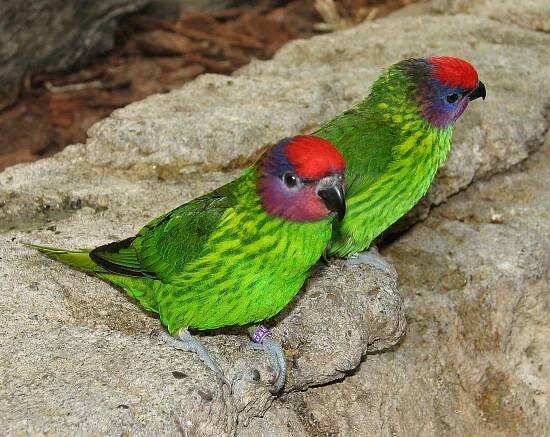 Goldie's lorikeet - Wikipedia