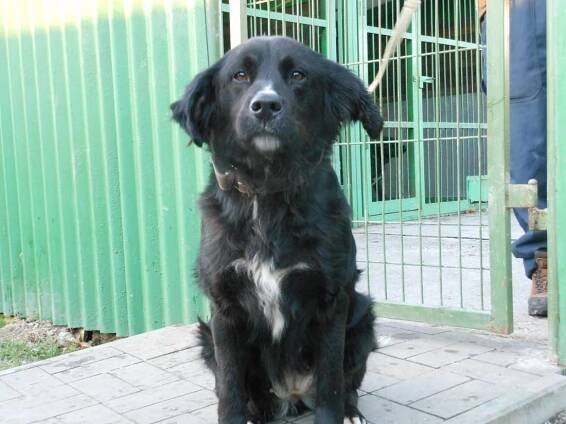 Psi k adopci z útulků, azylů a neziskových organizací