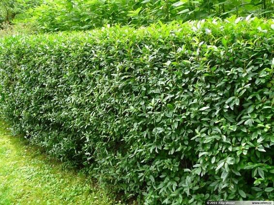Ligustrum vulgare ptačí zob obecný Common privet Beinholz