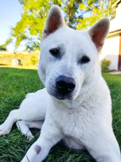 Chovatelská stanice | Kishu-Inu
