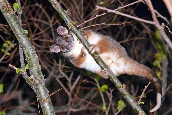 australský common ringtail vačice (pseudocheirus peregrinus) - oposum vačnatci - stock snímky, obrázky a fotky