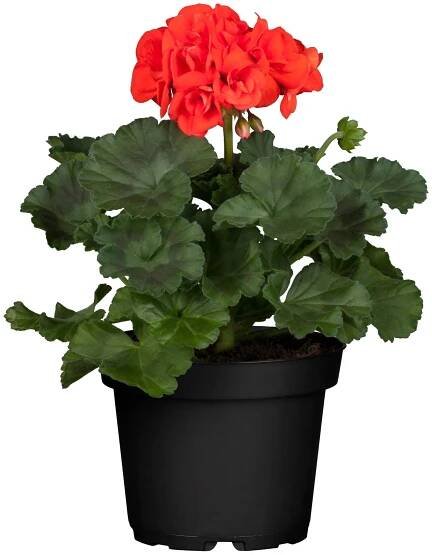 Muškát vzpřímený-Pelargonie páskatá (Pelargonium zonale) různé druhy pr. 10,5 cm nakoupit u OBI
