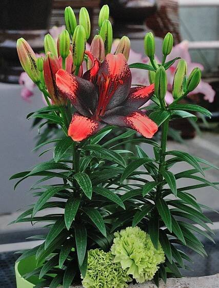 New for Spring at Florissa! - Florissa