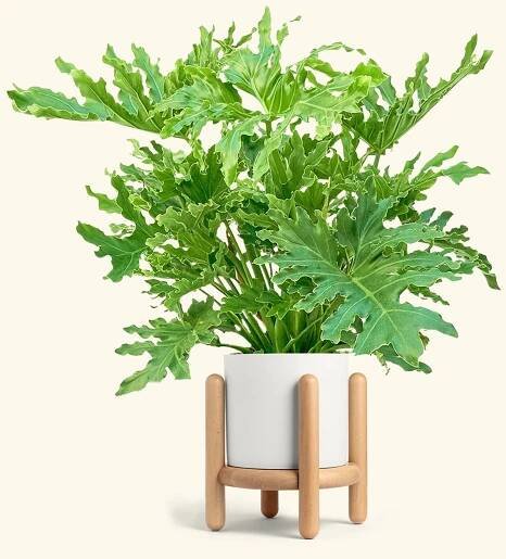 Philodendron 'Lickety Splitz', XL