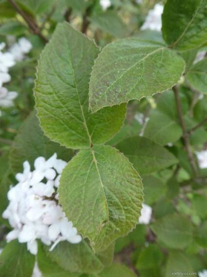 Kalina Carlesiova Aurora - větévka s listy (Viburnum carlesii), listy