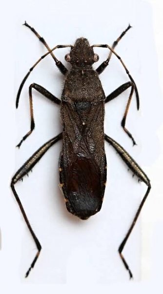 Alydus calcaratus (nohatěnka obecná) | BioLib.cz