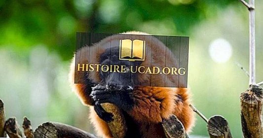 Endemická zvířata Madagaskaru - 2024