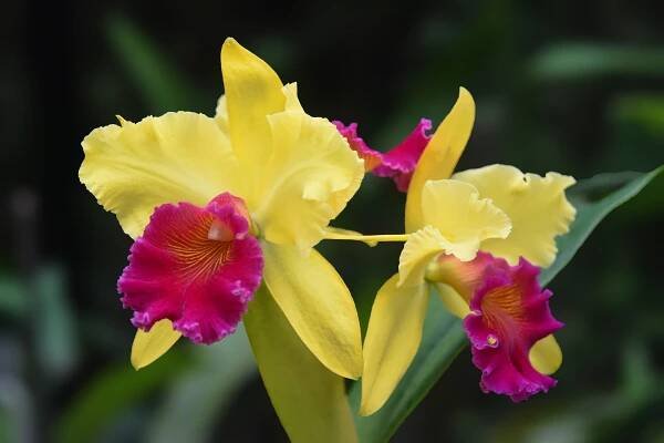 Cattleya, které se bude dobře dařit i doma