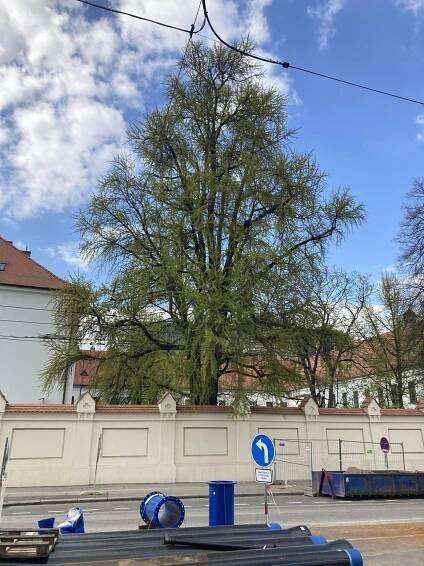 Foto: Finalisté ankety Strom roku. Soutěží "Tajemný hradní pán" nebo tři srostlé lípy
