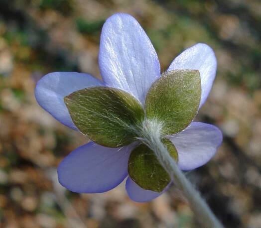 Soubor:Hepatica nobilis Kelchblätter W.jpg – Wikipedie