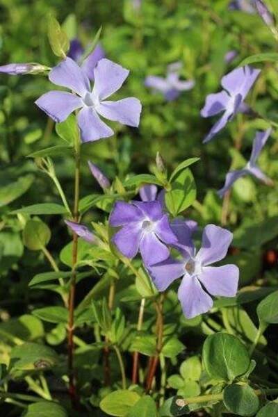 Vinca major