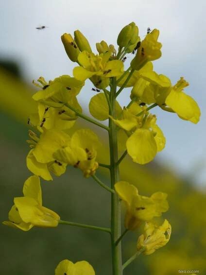 Brukev řepka (Brassica napus)