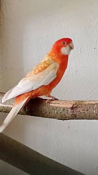 Rozela penant
